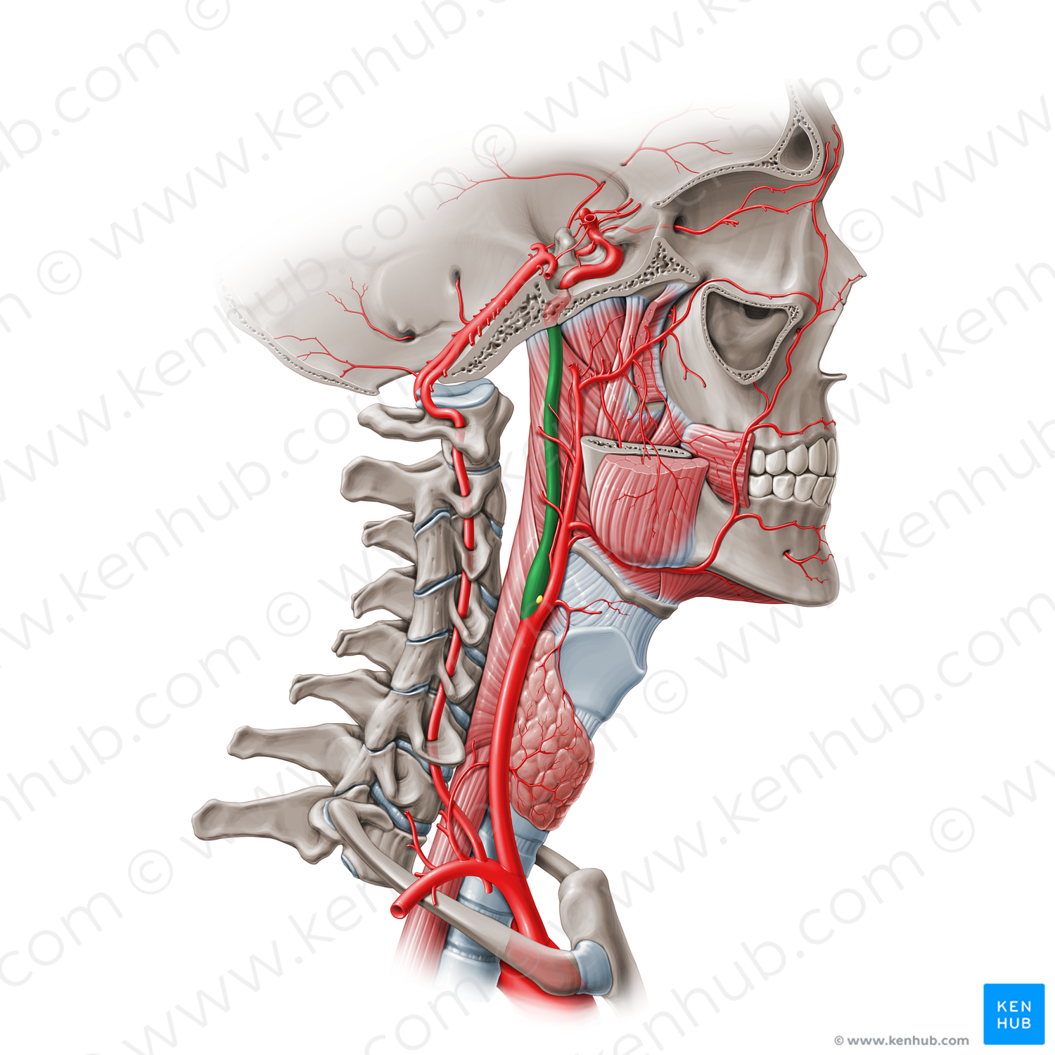Cervical part of internal carotid artery (C1) (#19556)