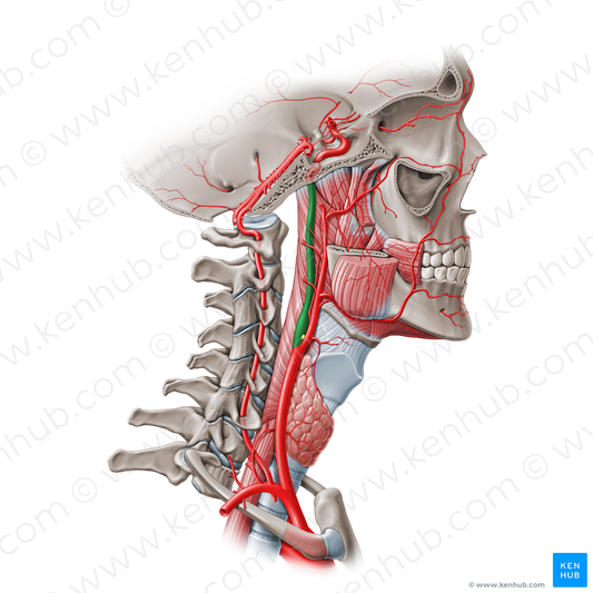Cervical part of internal carotid artery (C1) (#19556)