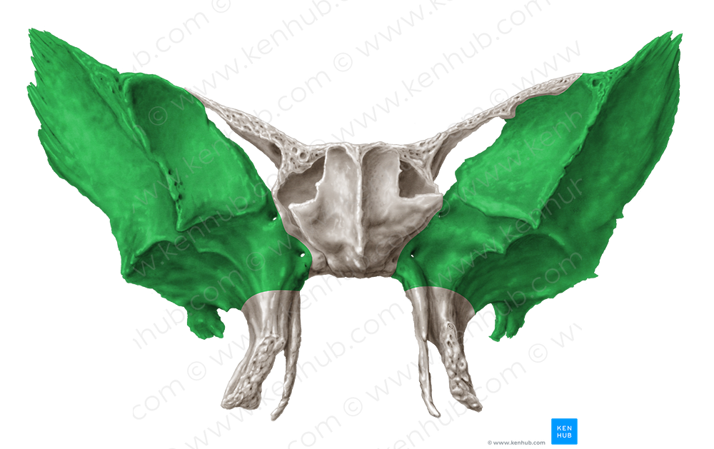 Greater wing of sphenoid bone (#604)