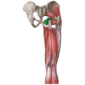 Obturator internus muscle (#19651)