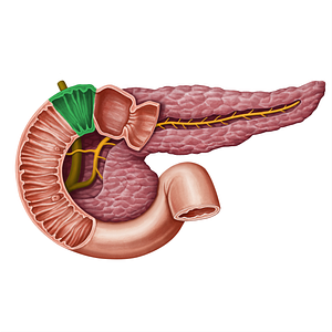 Superior duodenal flexure (#13949)