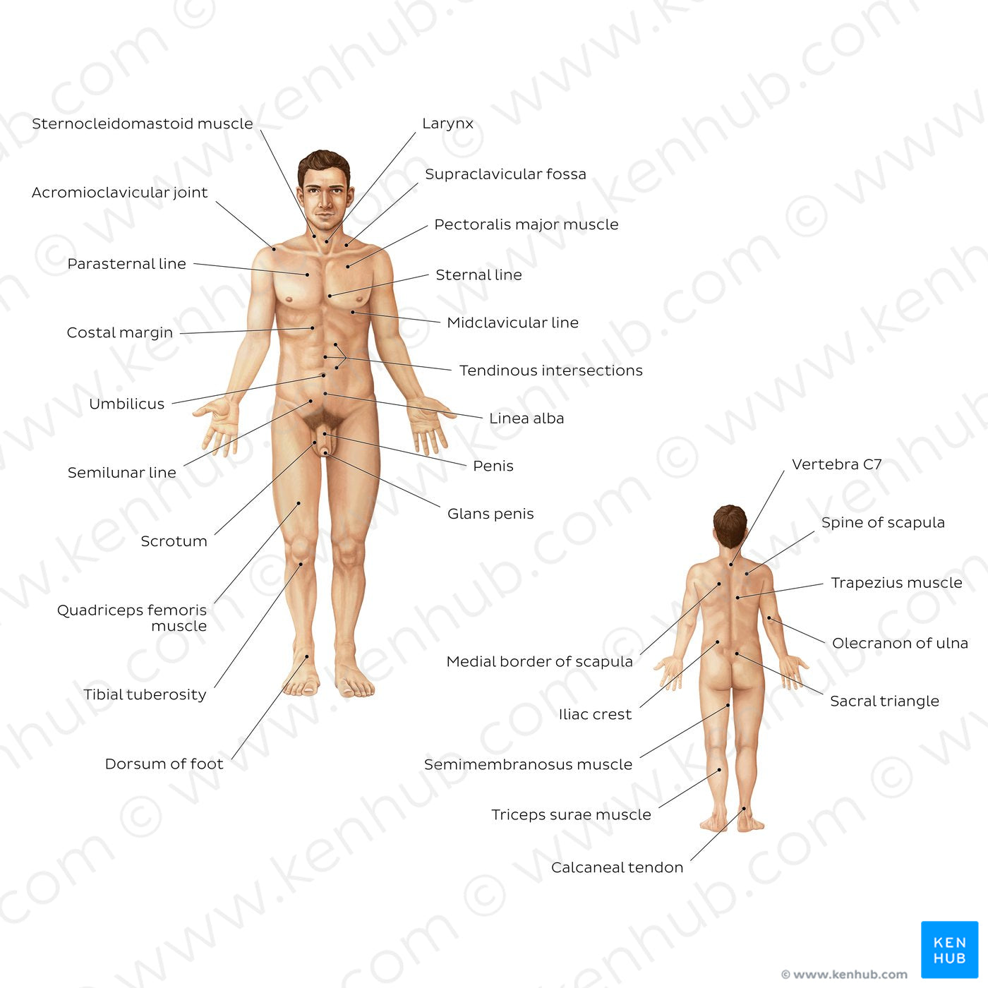 Male body surface anatomy (English)