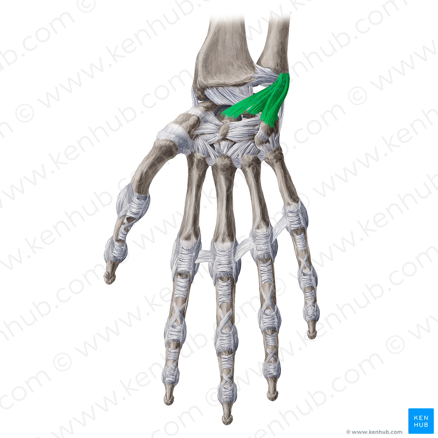 Palmar ulnocarpal ligament (#4670)