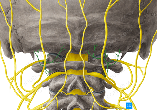 Suboccipital nerve (#6780)