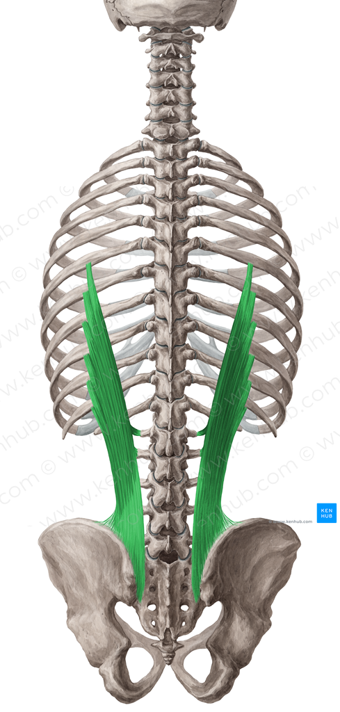 Iliocostalis lumborum muscle (#5467)