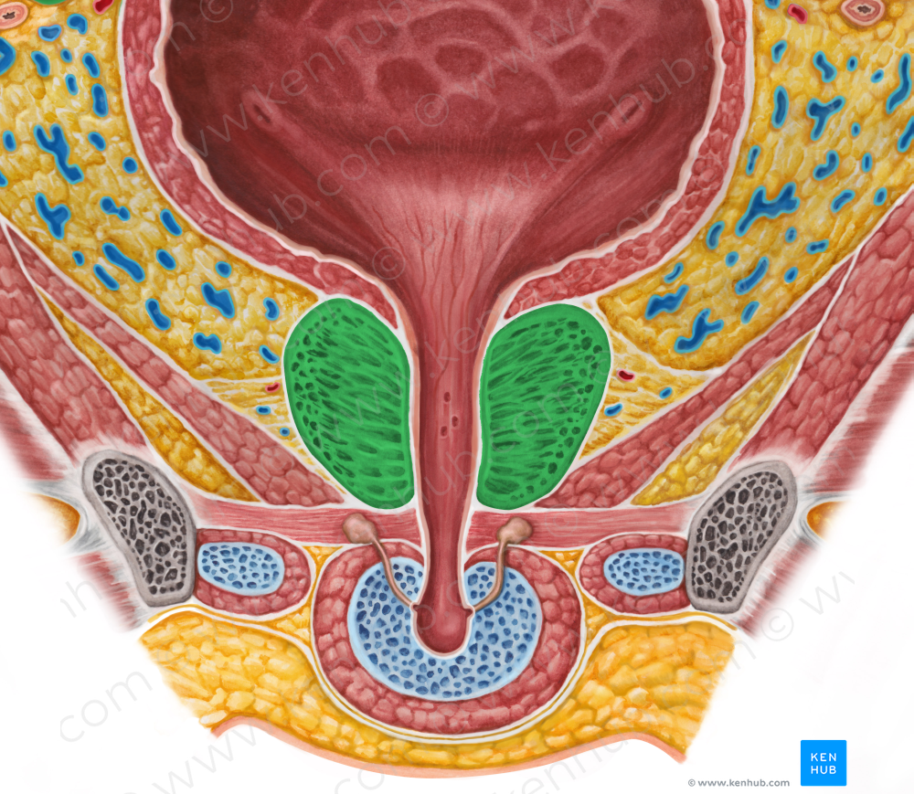 Prostate (#8378)