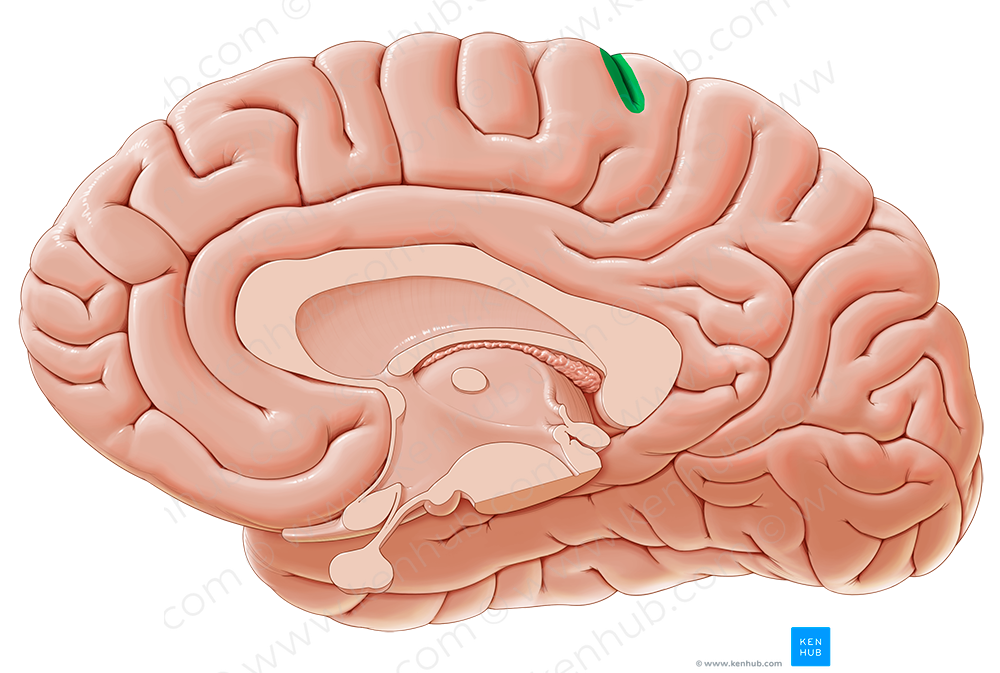 Central sulcus (#9240)