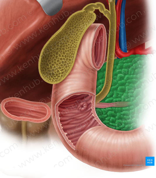 Pancreas (#7613)