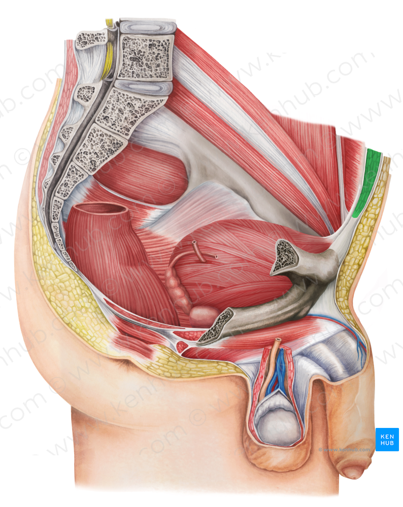 Rectus abdominis muscle (#5836)
