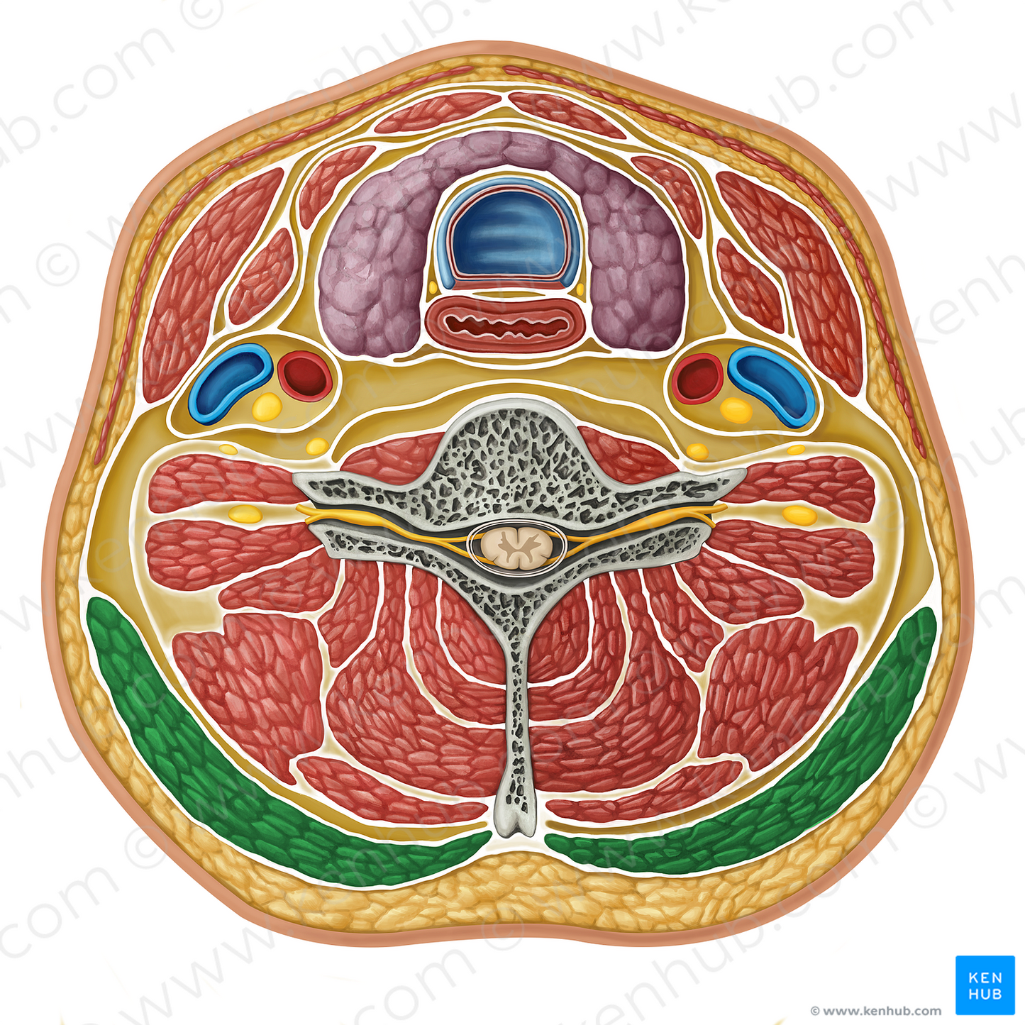 Trapezius muscle (#17321)