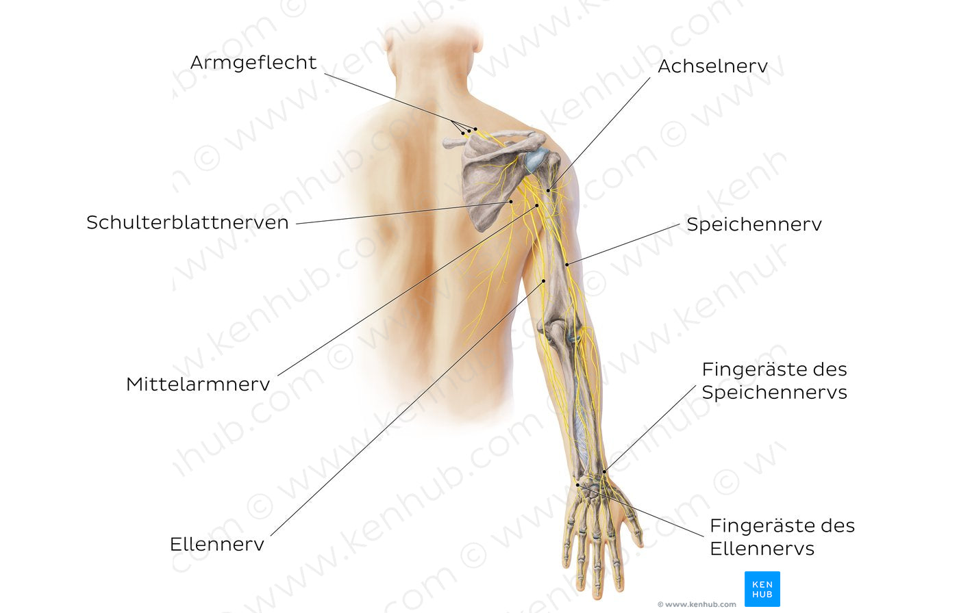 Main nerves of the upper limb - posterior (German)