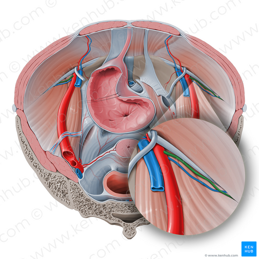 Deep circumflex iliac artery (#1043)