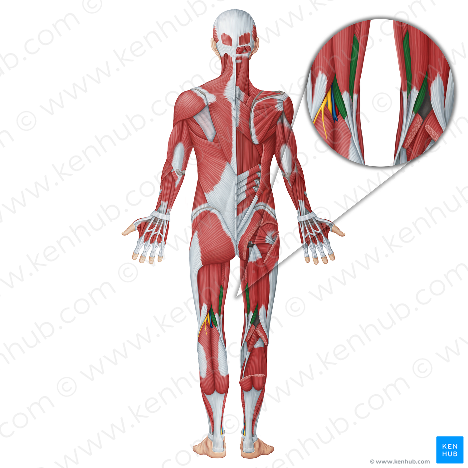 Semimembranosus muscle (#18740)