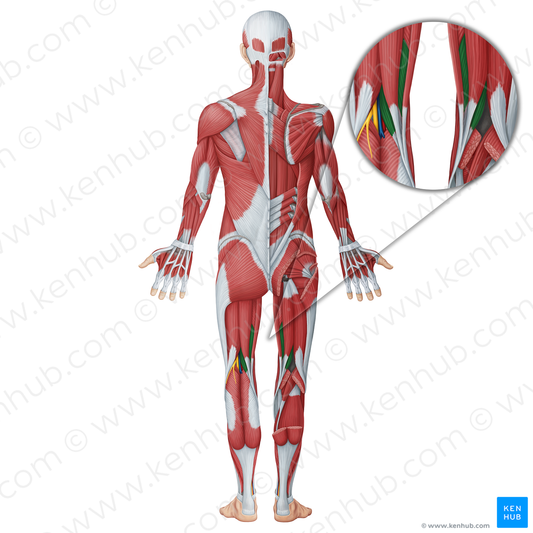 Semimembranosus muscle (#18740)