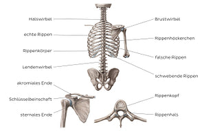 Bones of the dorsal trunk (German)