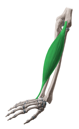 Extensor carpi ulnaris muscle (#5316)