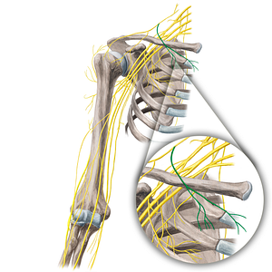 Medial supraclavicular nerves (#21680)