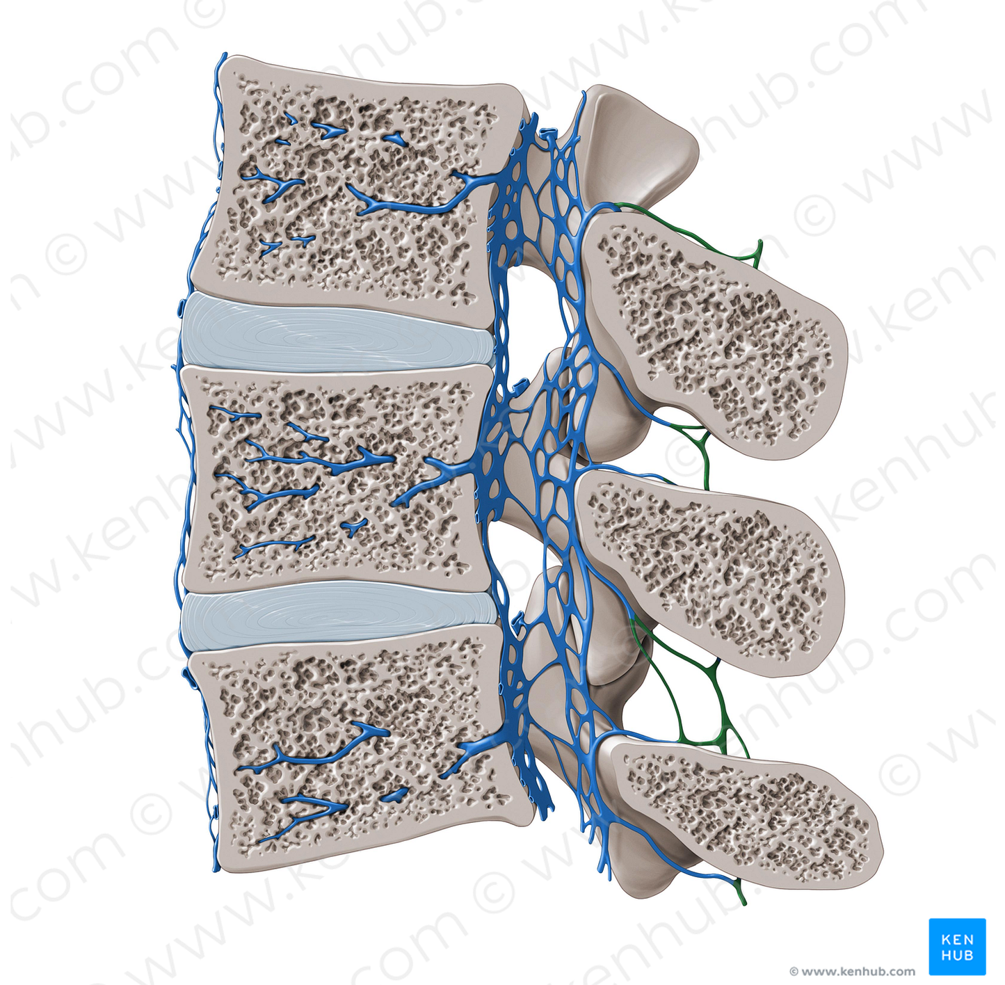 Posterior external vertebral venous plexus (#8080)