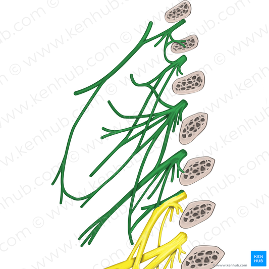 Cervical plexus (#7973)