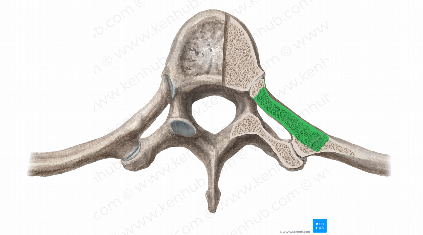 Neck of rib (#11378)