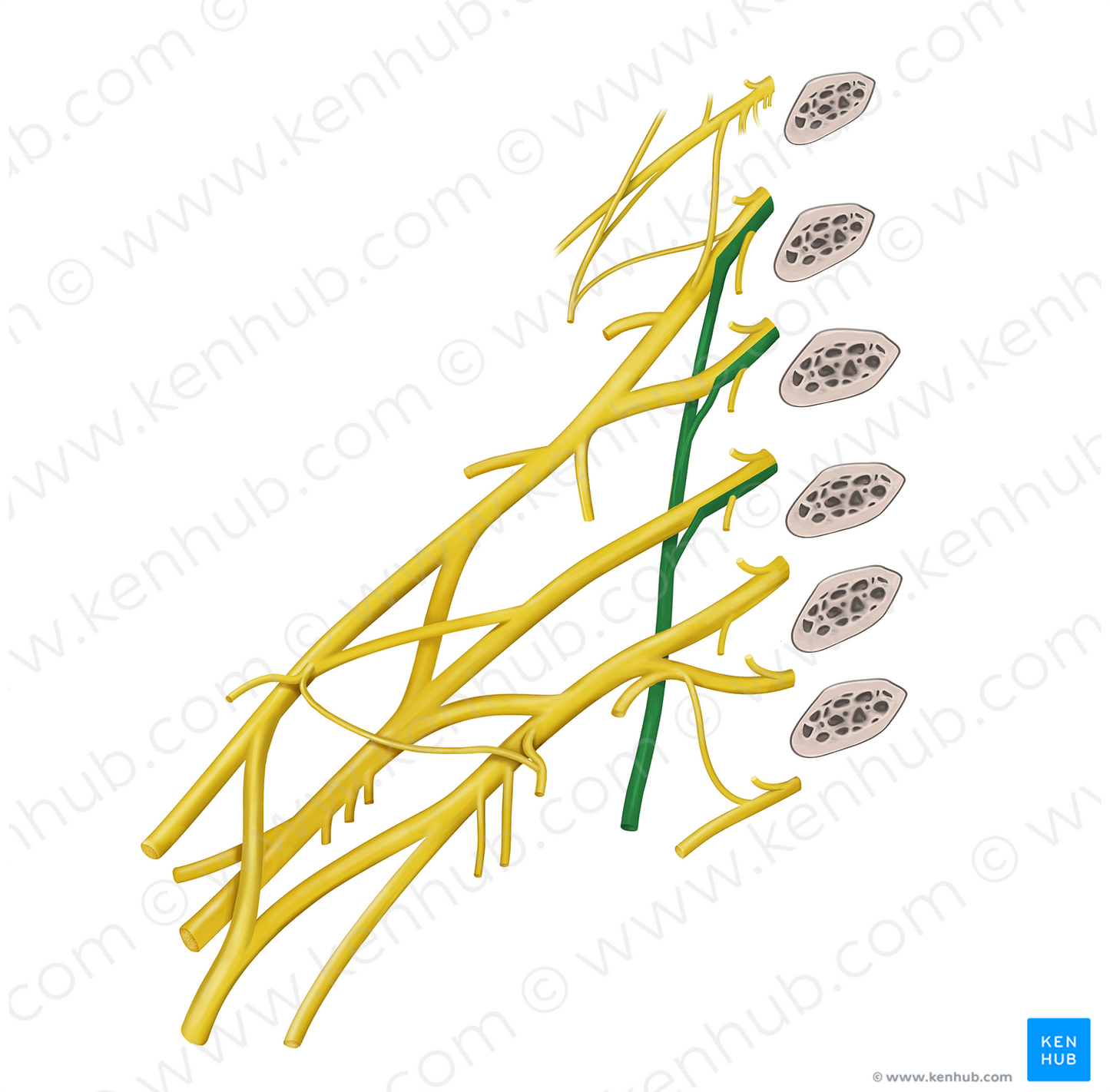 Long thoracic nerve (#6808)