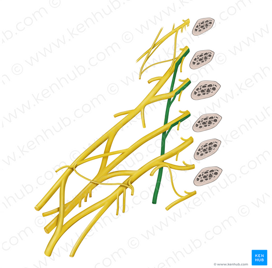 Long thoracic nerve (#6808)