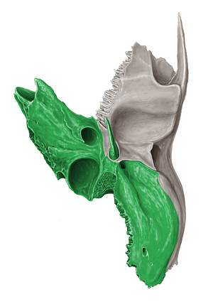 Petrous part of temporal bone (#19688)