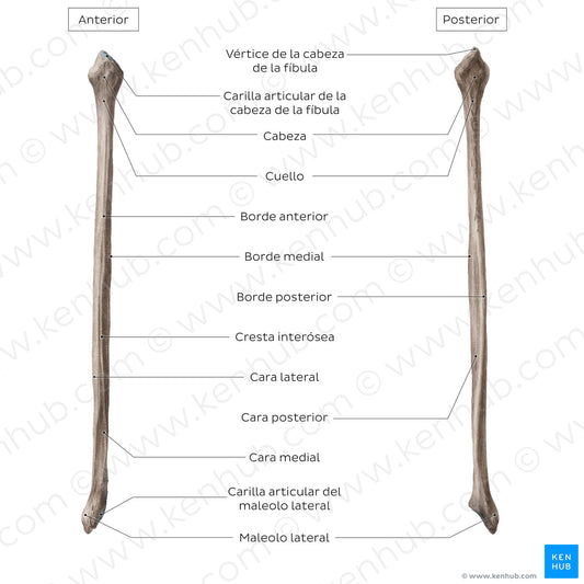 Fibula (Spanish)