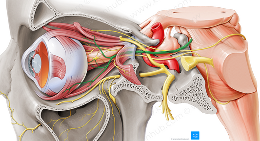 Oculomotor nerve (#6621)