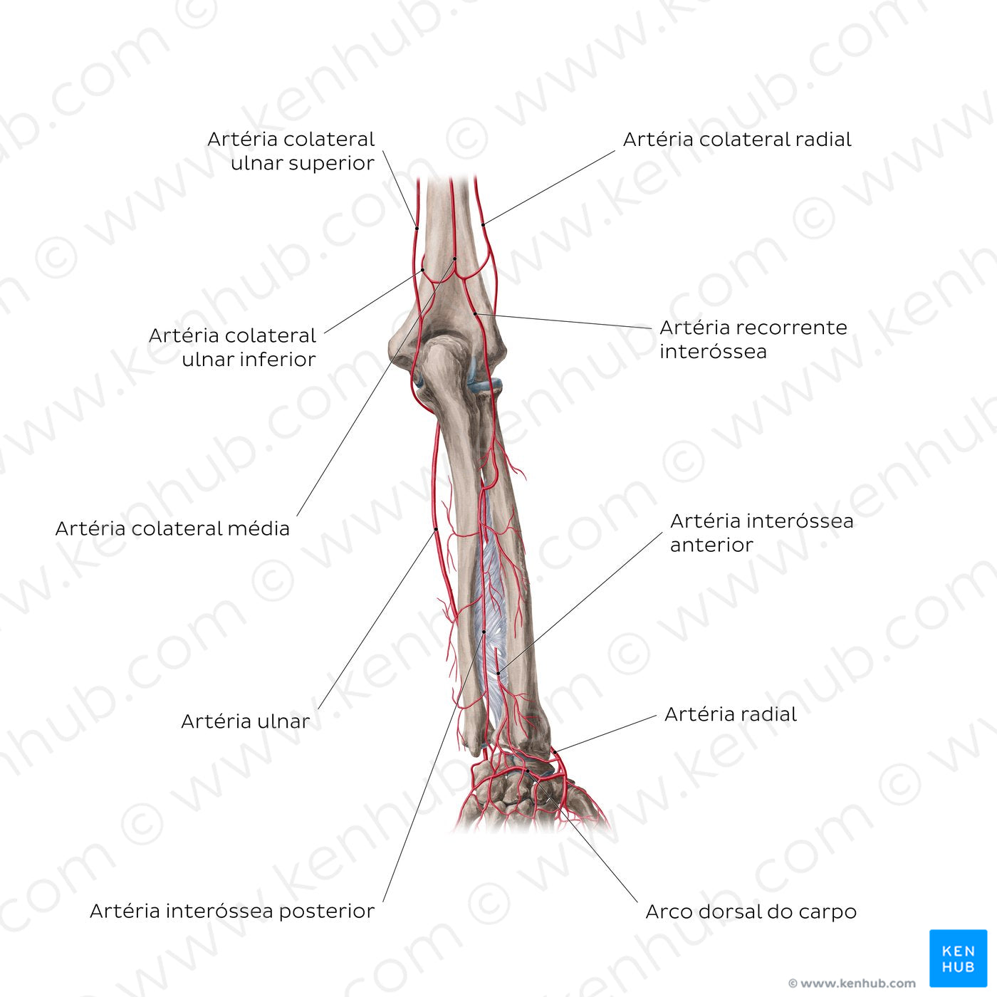 Arteries of the forearm: Posterior view (Portuguese)