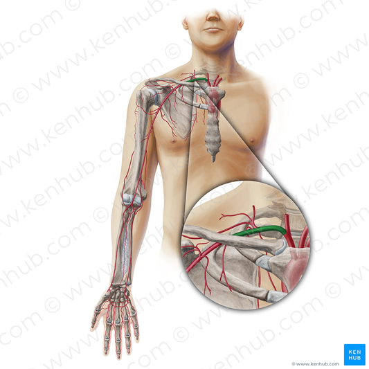 Right subclavian artery (#19336)