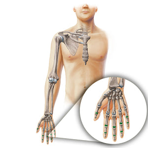 Interphalangeal joints of hand (#19903)