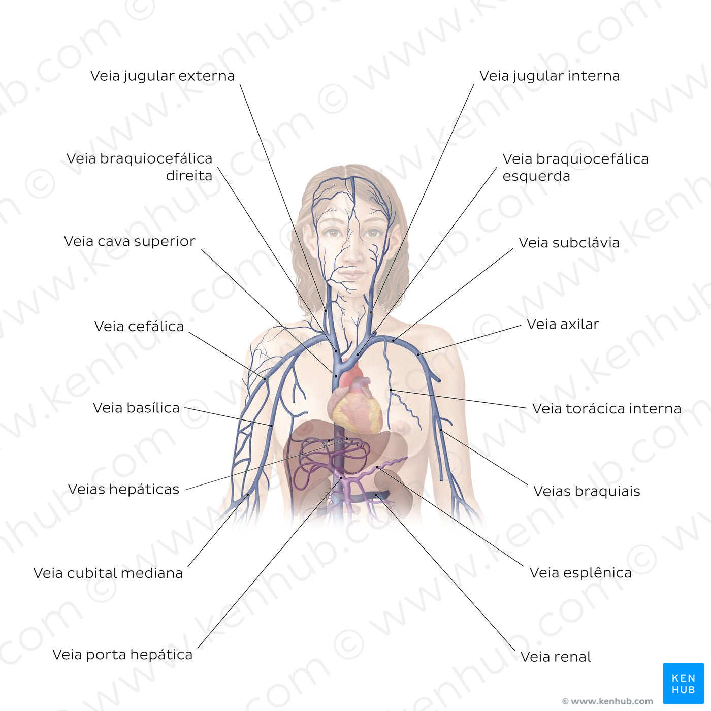 Cardiovascular system: Veins of the upper part of the body (Portuguese)