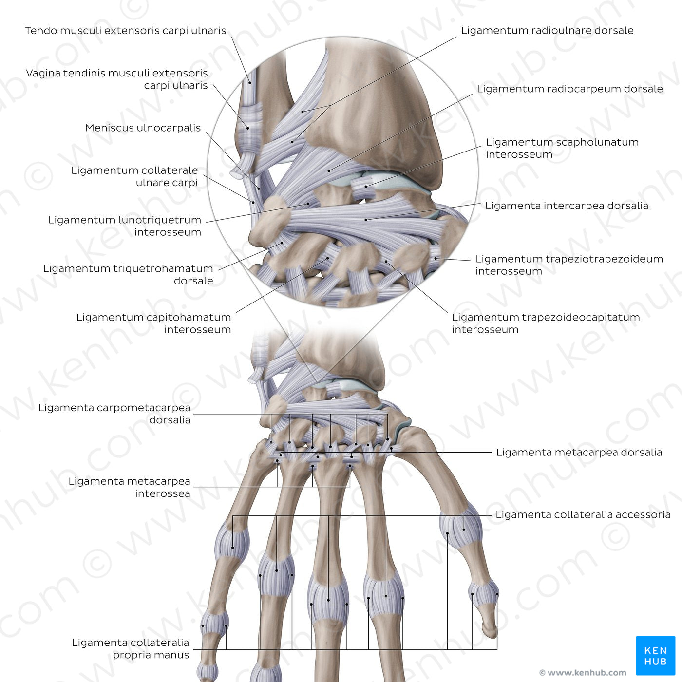 Ligaments of the wrist and hand: Dorsal view (Latin)