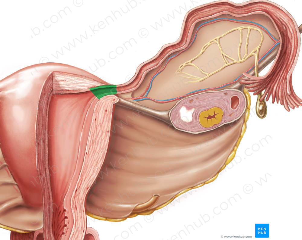 Uterine part of uterine tube (#7814)