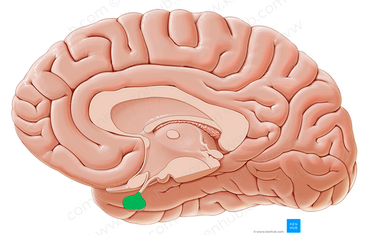 Pituitary gland (#4099)