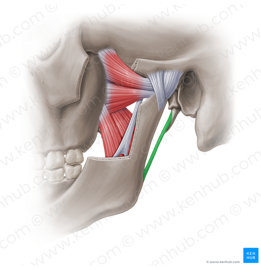 Stylomandibular ligament (#18964)