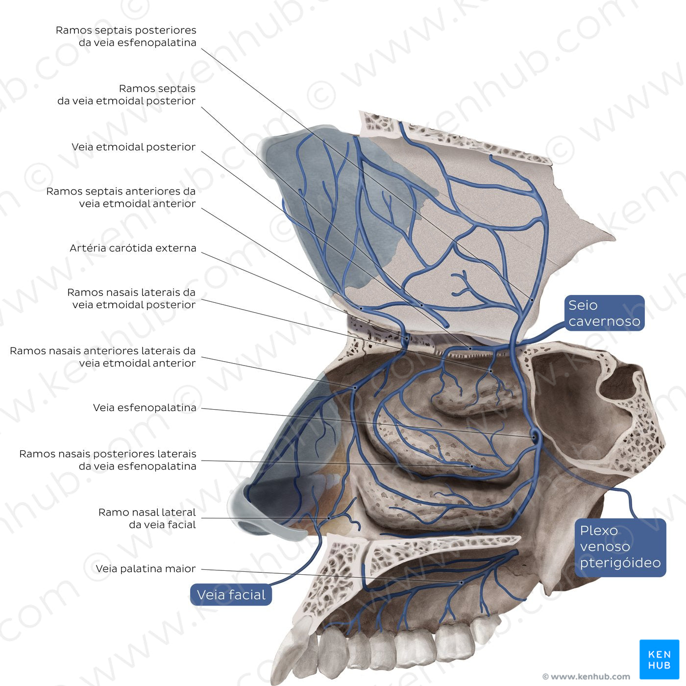 Veins of the nasal cavity (Portuguese)