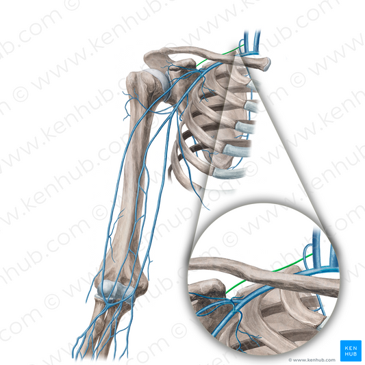 Suprascapular vein (#21657)