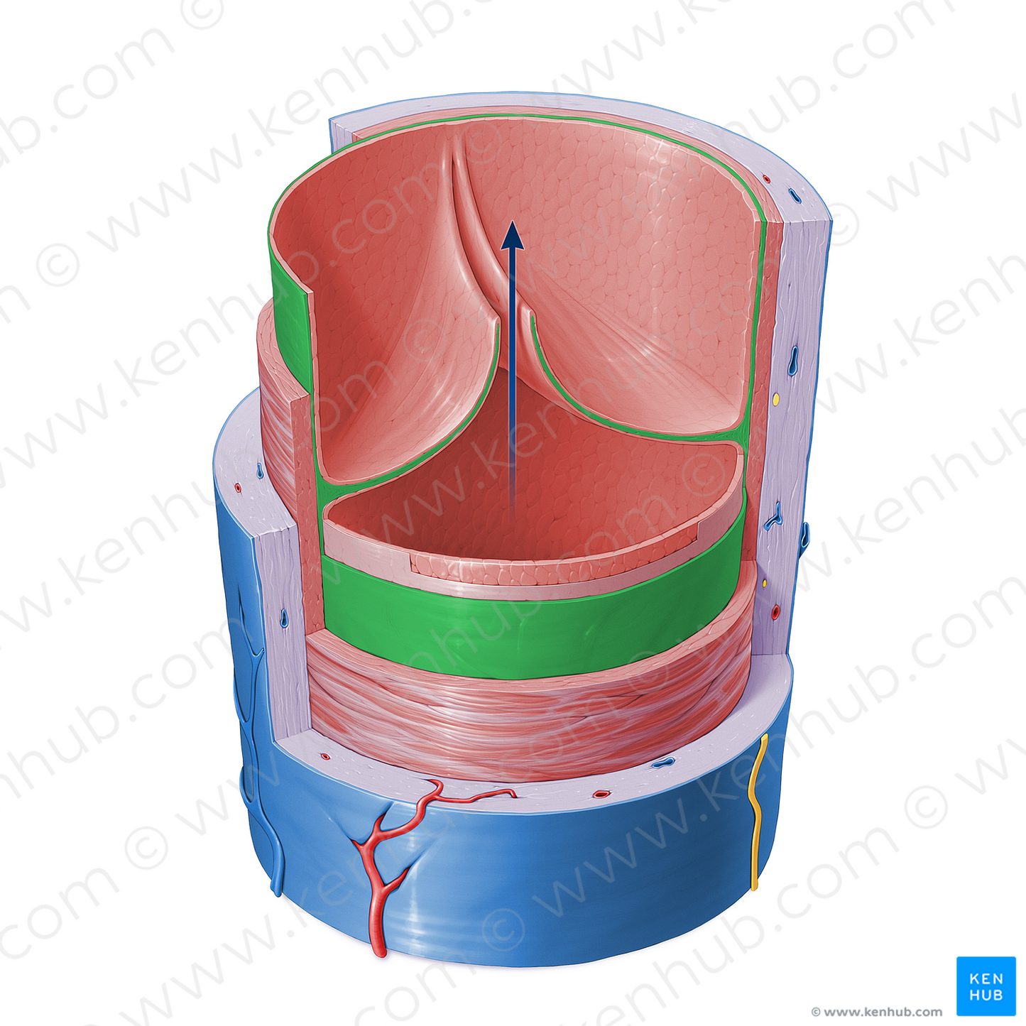 Subendothelium of vein (#16406)