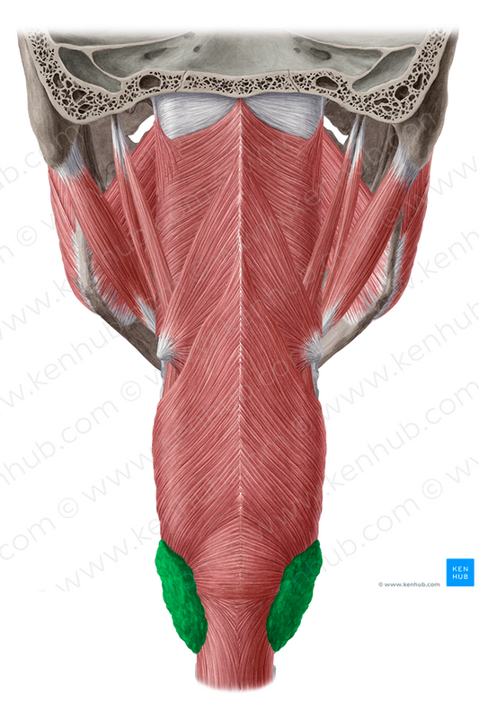 Thyroid gland (#4137)