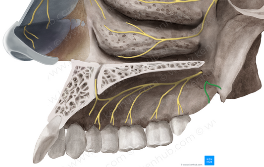 Lesser palatine nerve (#6263)