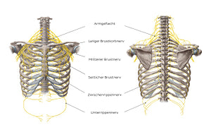Nerves of the thoracic wall (German)