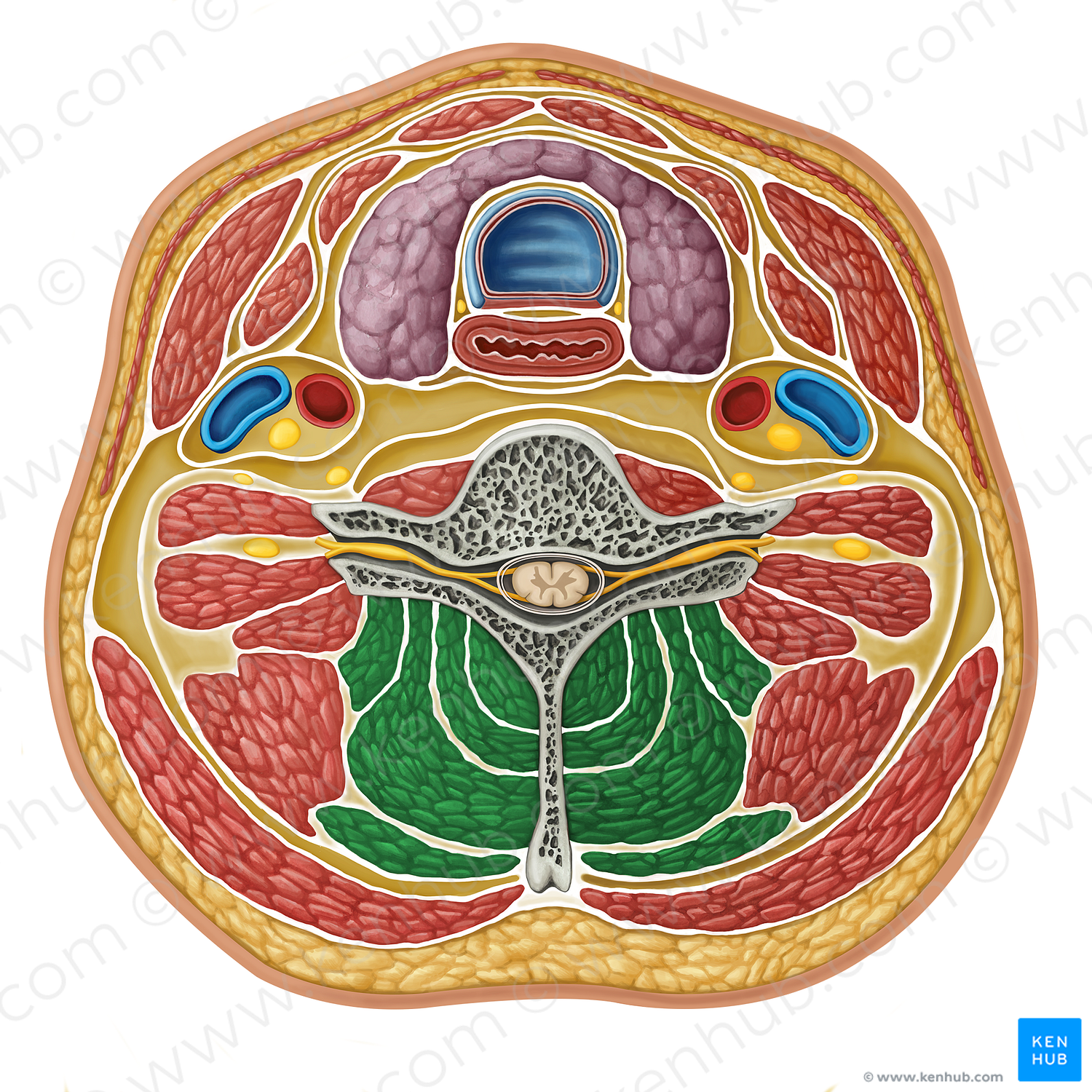 Deep cervical muscles (#16326)
