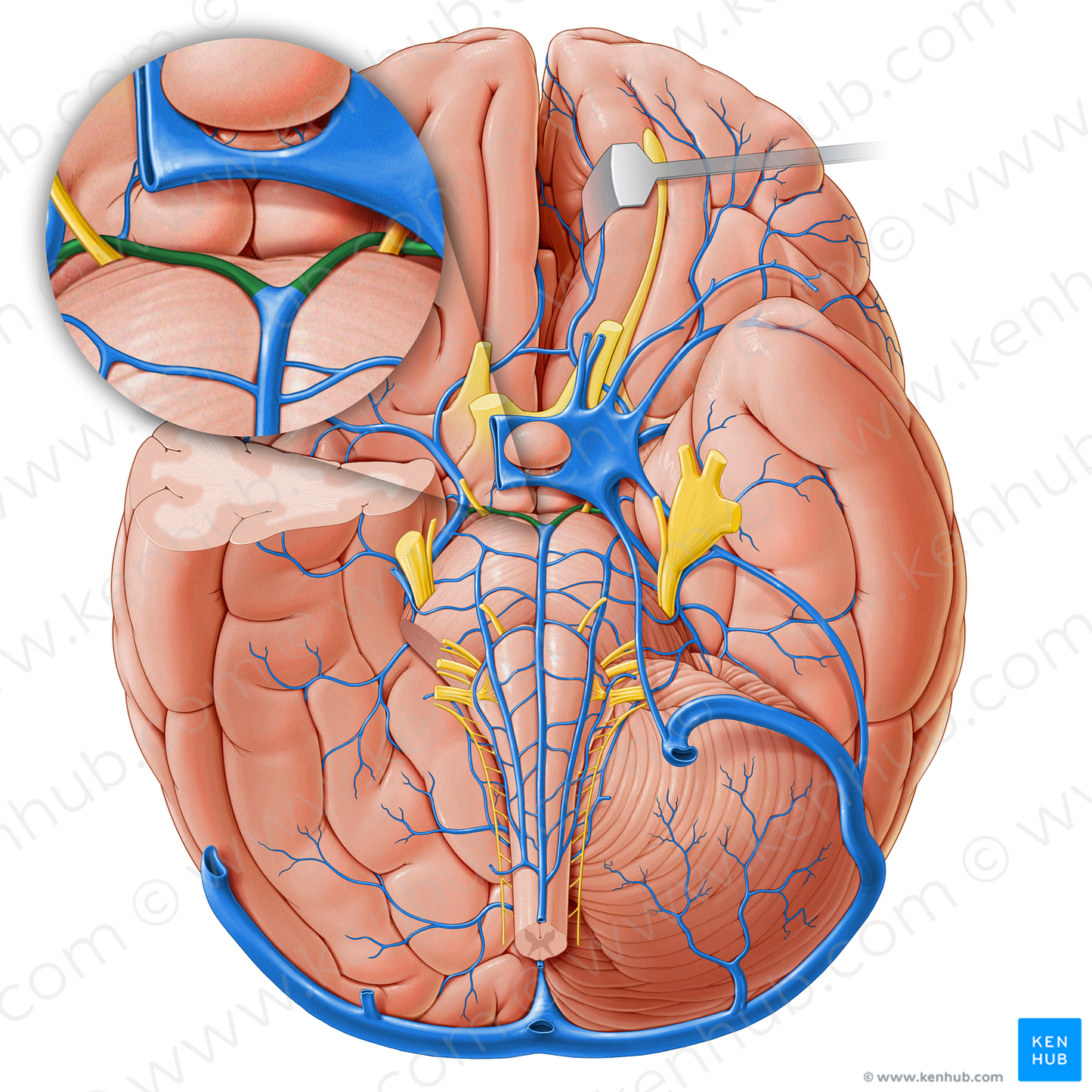 Interpeduncular veins (#18254)