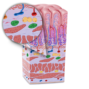 Submucosal plexus (of Meissner) (#21615)