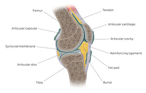 Synovial joint (English)
