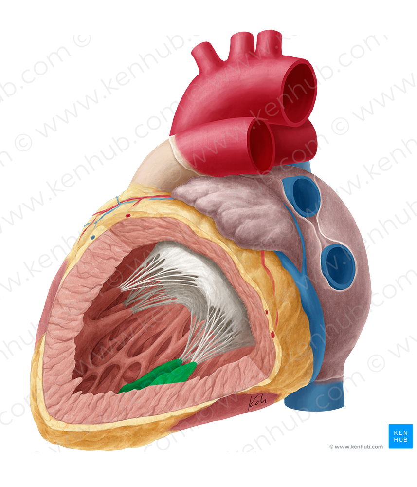 Inferior papillary muscle of left ventricle (#5714)