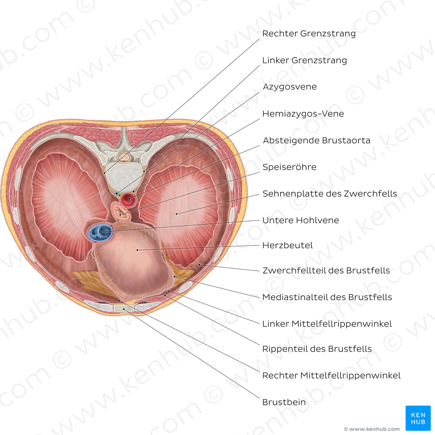 Thoracic surface of the diaphragm (German)