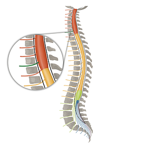 Spinal nerve C7 (#16098)